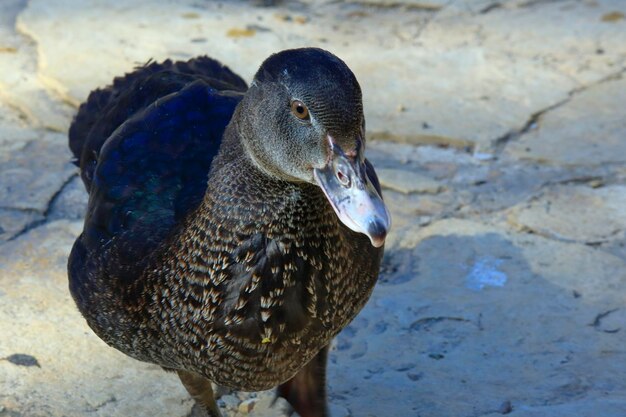 Foto close-up de um pato