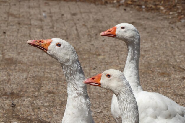 Close-up de um pato