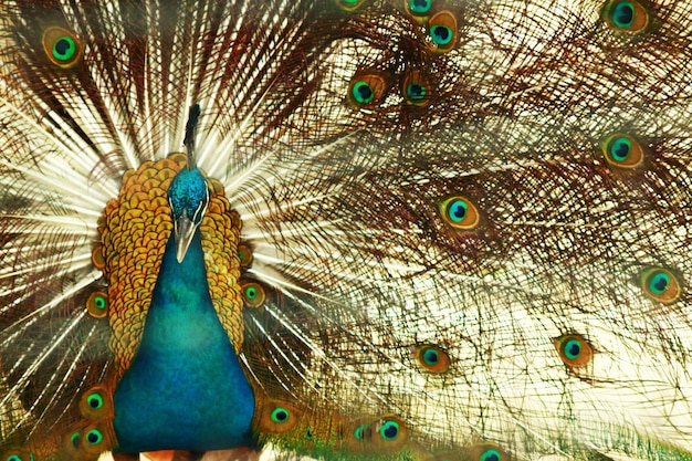 Foto close-up de um pavão com ventilador