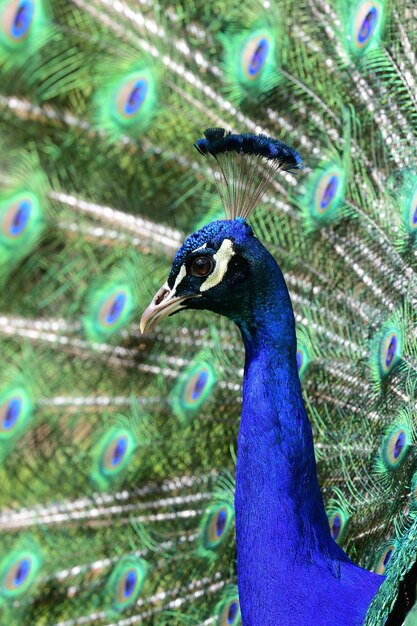 Close-up de um pavão estendendo as penas da cauda