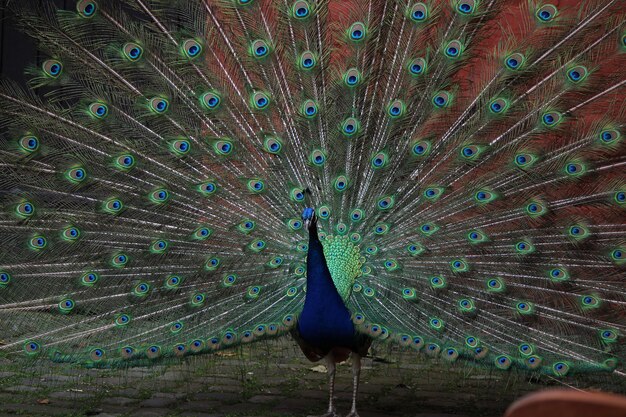 Foto close-up de um pavão