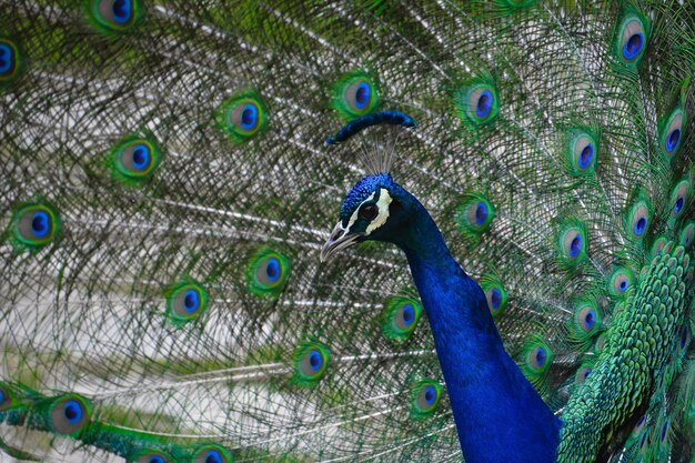 Foto close-up de um pavão