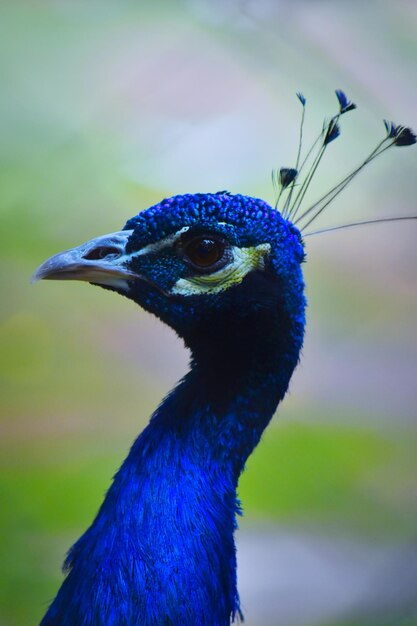 Close-up de um pavão