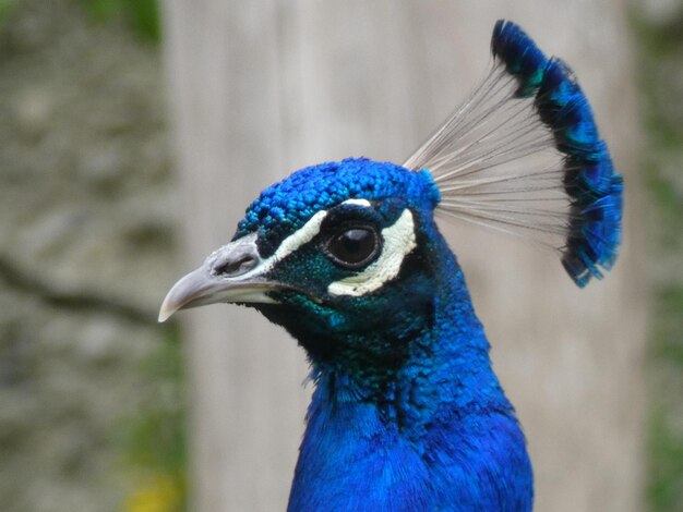 Close-up de um pavão