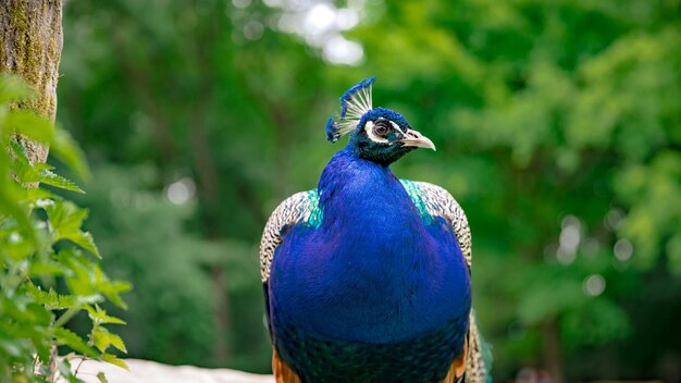 Foto close-up de um pavão