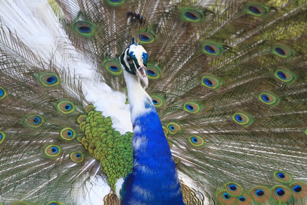 Foto close-up de um pavão