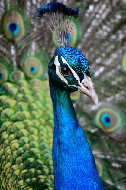 Foto close-up de um pavão