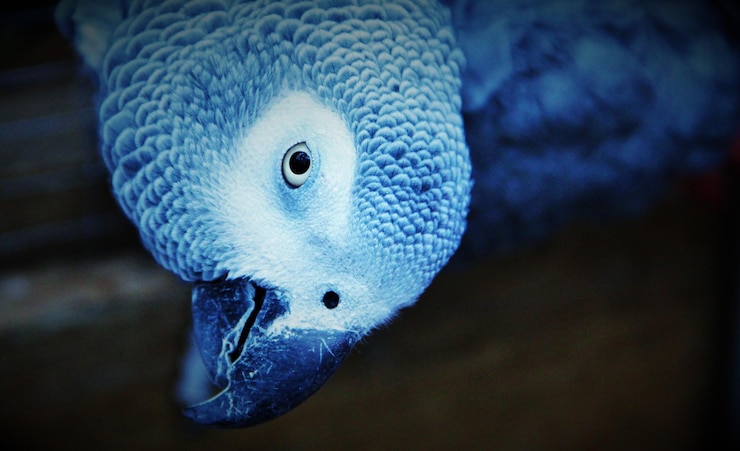 Foto close-up de um pavão