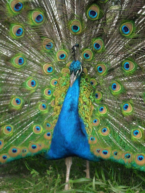 Foto close-up de um pavão