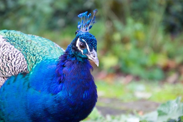 Foto close-up de um pavão