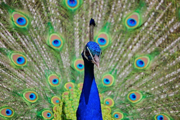 Foto close-up de um pavão