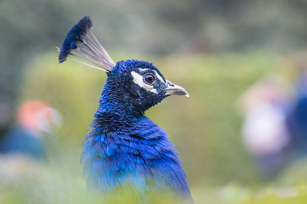 Foto close-up de um pavão