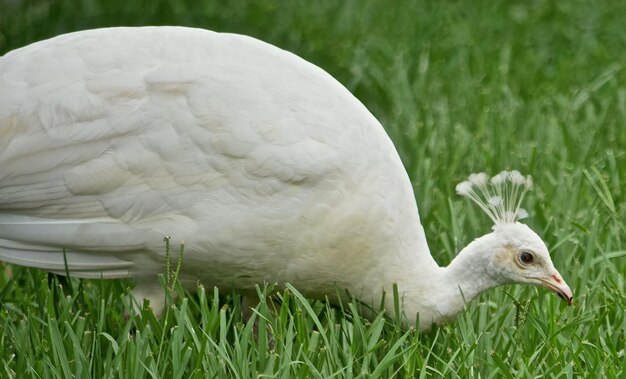 Foto close-up de um pavão