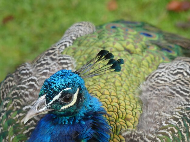 Foto close-up de um pavão