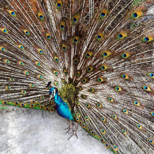 Foto close-up de um pavão