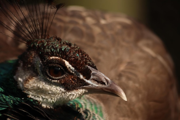 Foto close-up de um pavão