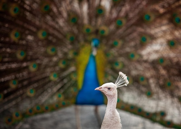 Foto close-up de um pavão