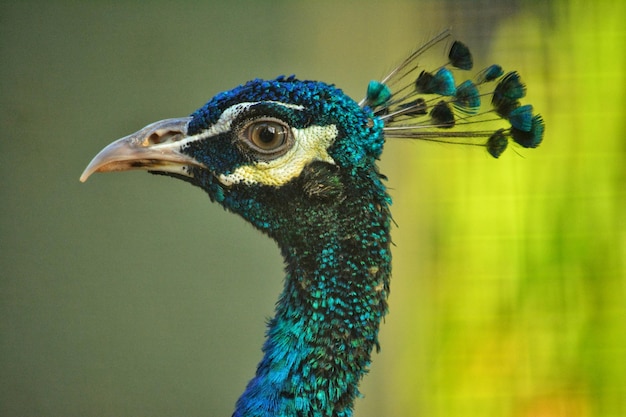 Foto close-up de um pavão