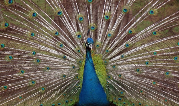 Foto close-up de um pavão