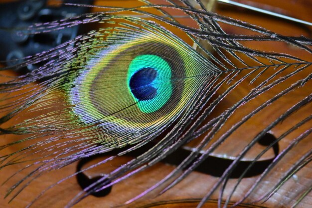Foto close-up de um pavão