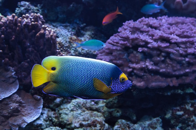 Close-up de um peixe-anjo de cara azul a nadar