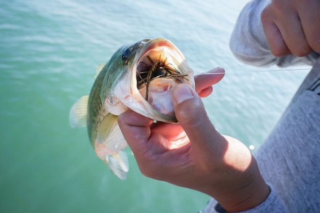 Foto close-up de um peixe-barro com a mão