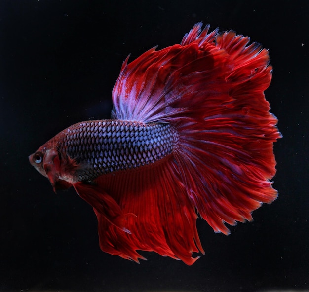 Close-up de um peixe betta