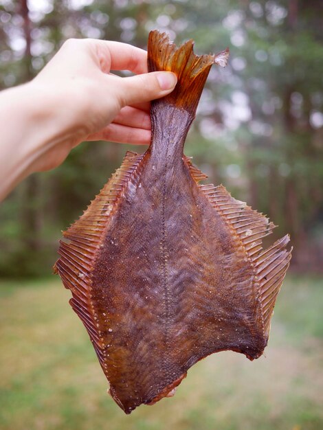 Foto close-up de um peixe com a mão