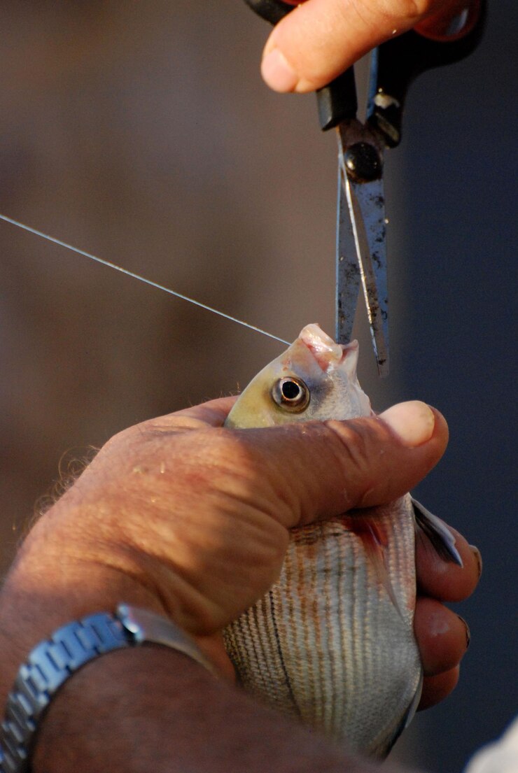 Foto close-up de um peixe com a mão