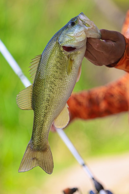 Foto close-up de um peixe com a mão