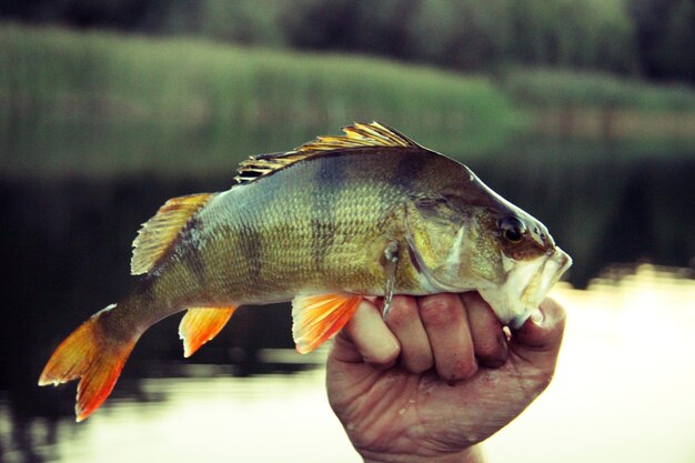 Close-up de um peixe com a mão