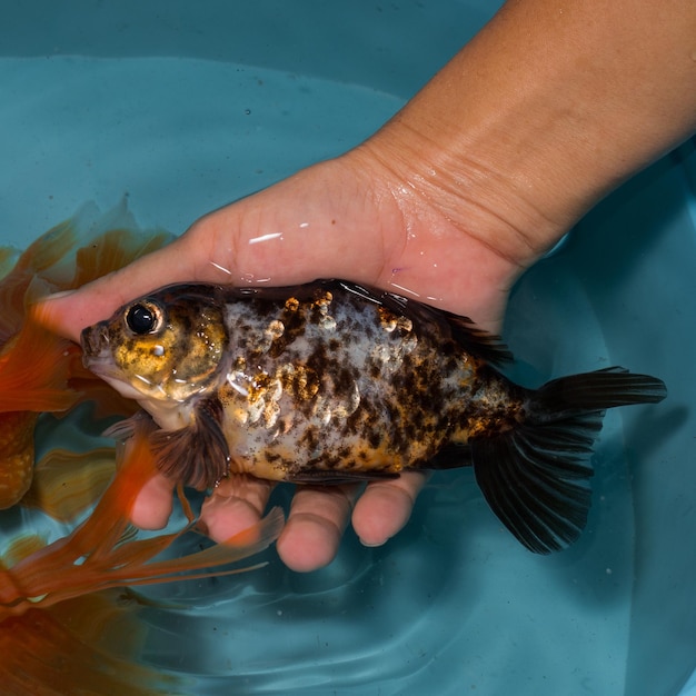 Foto close-up de um peixe com a mão