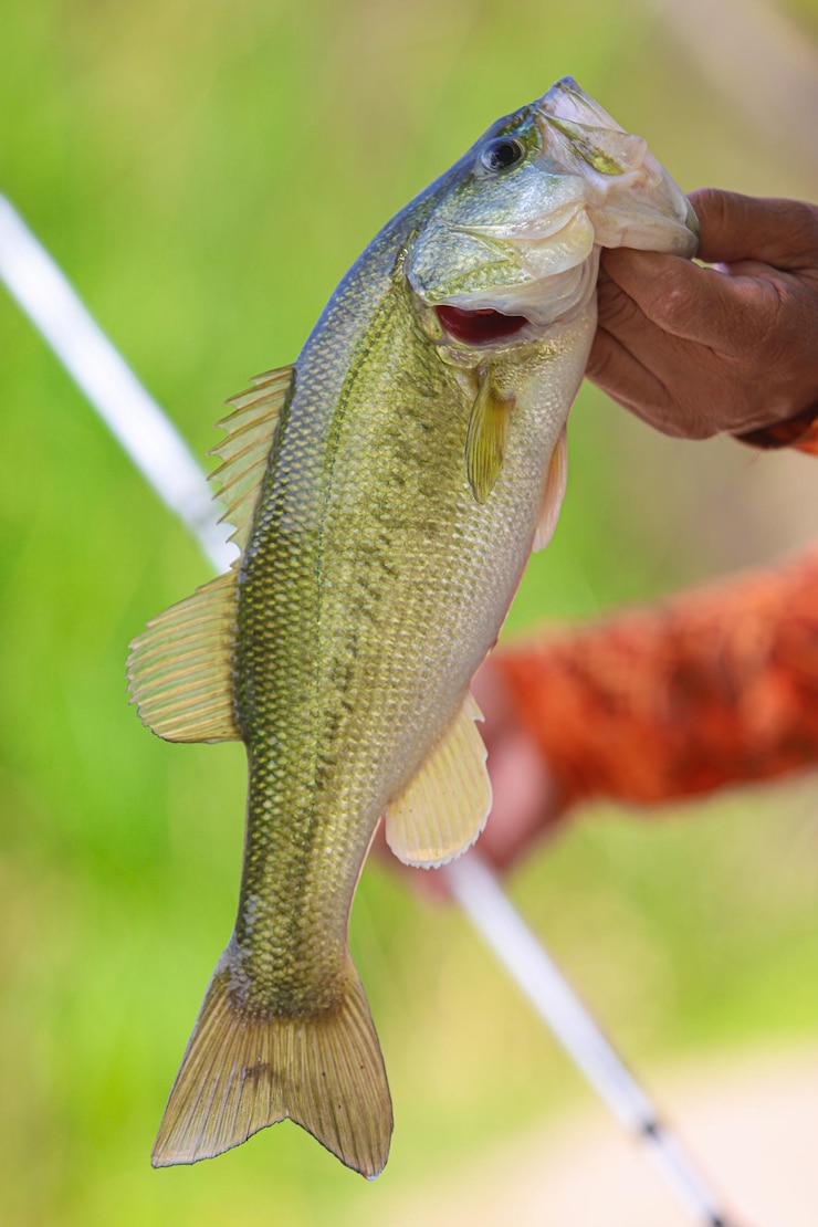 Foto close-up de um peixe com a mão