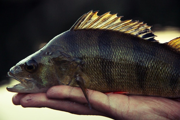 Foto close-up de um peixe com a mão