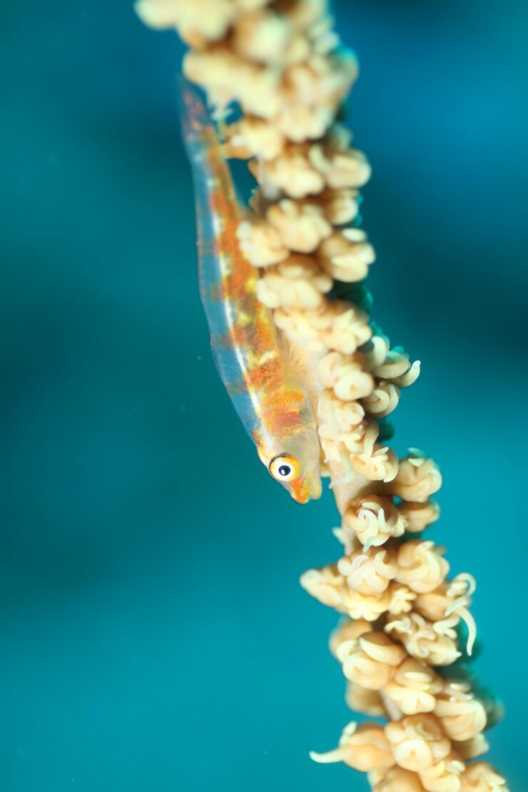 Foto close-up de um peixe-coral nadando em um aquário