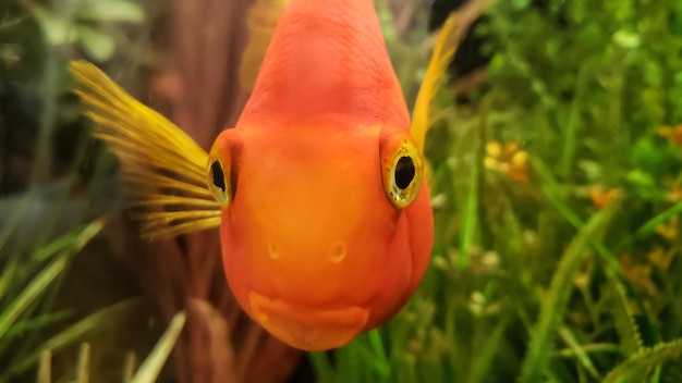 Foto close-up de um peixe laranja