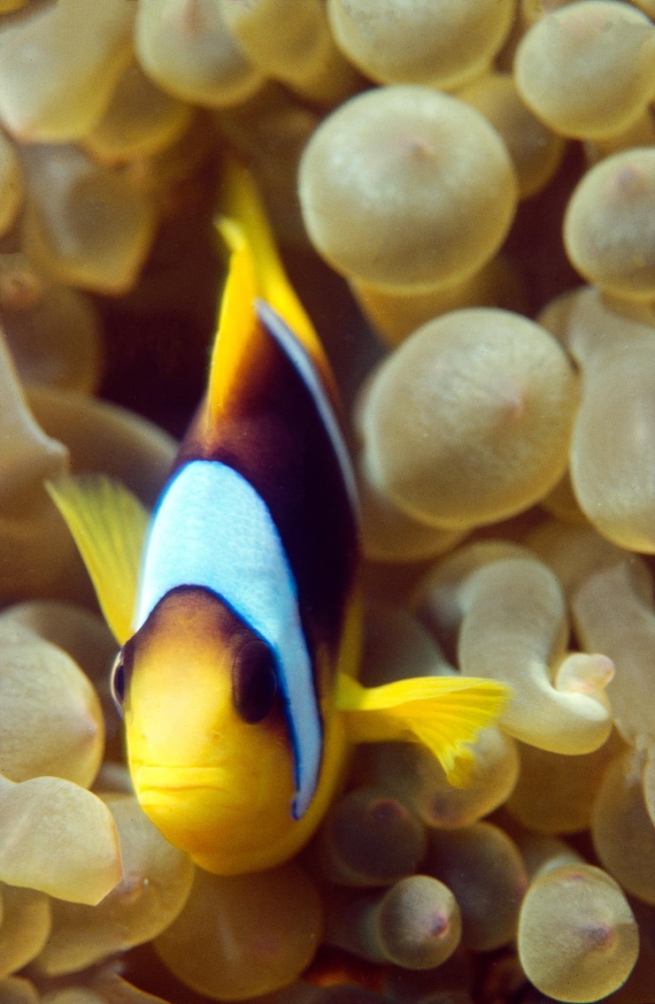 Foto close-up de um peixe-palhaço de clark defendendo sua anêmona