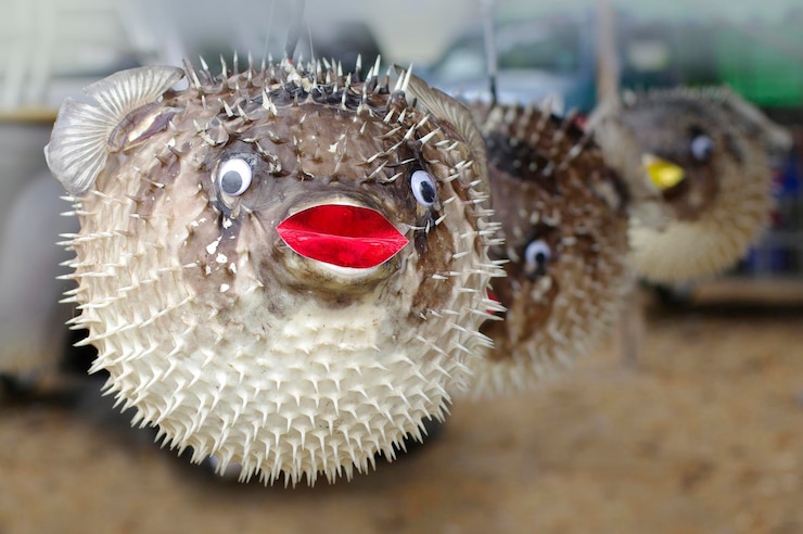 Foto close-up de um peixe puffer recheado que vende peixe soprador no mercado local