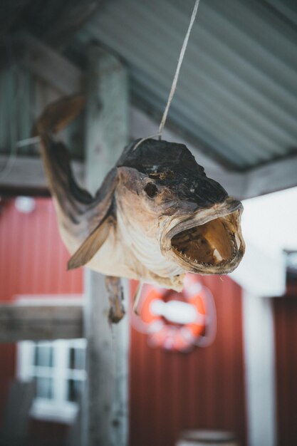 Close-up de um peixe