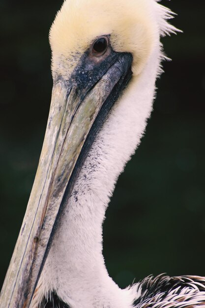 Foto close-up de um pelicano