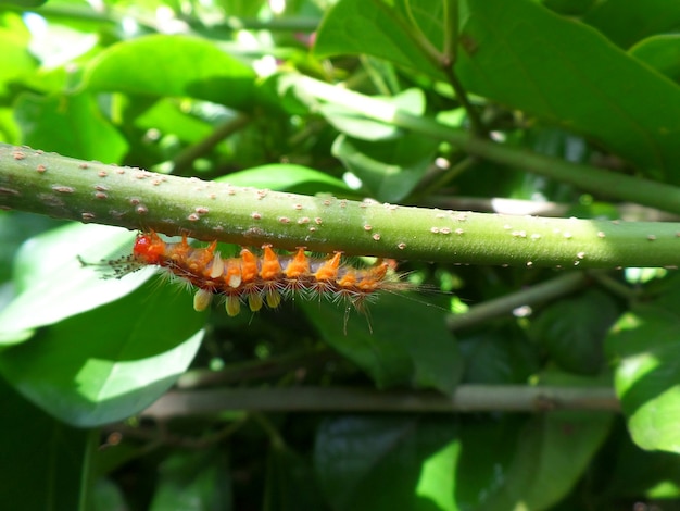 Close-up, de, um, pequeno, laranja, lagarta, escalando, embaixo, a, verde, filial árvore