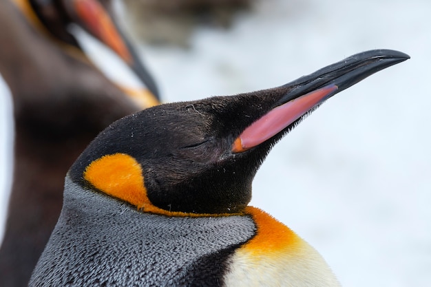 Close-up, de, um, pingüim imperador