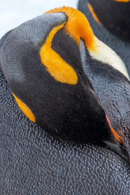 Foto close-up, de, um, pingüim imperador