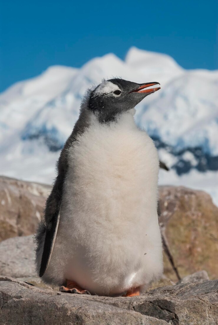 Foto close-up de um pinguim
