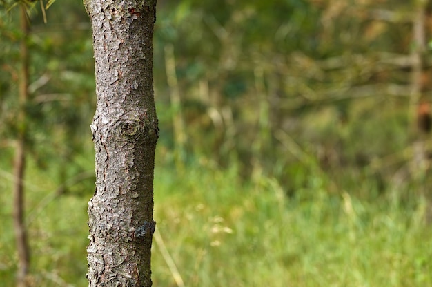 Close-up de um pinheiro com fundo desfocado de grama e galhos na natureza Copie o espaço da casca no tronco em detalhes mostrando textura irregular irregular Crescimento e vida vegetal na floresta