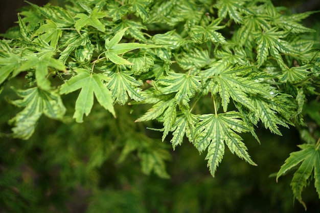 Foto close-up de um pinheiro