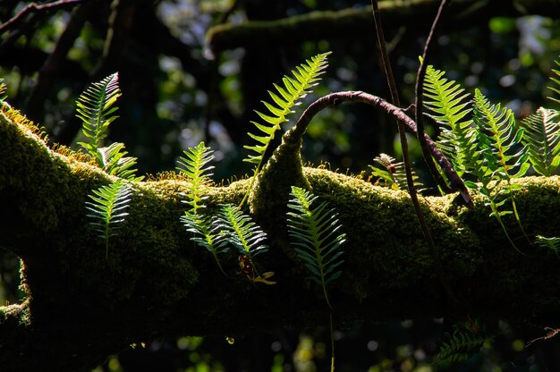 Close-up de um pinheiro