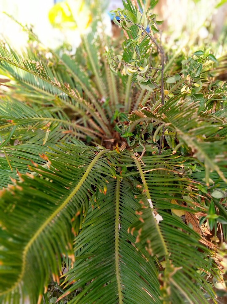 Foto close-up de um pinheiro