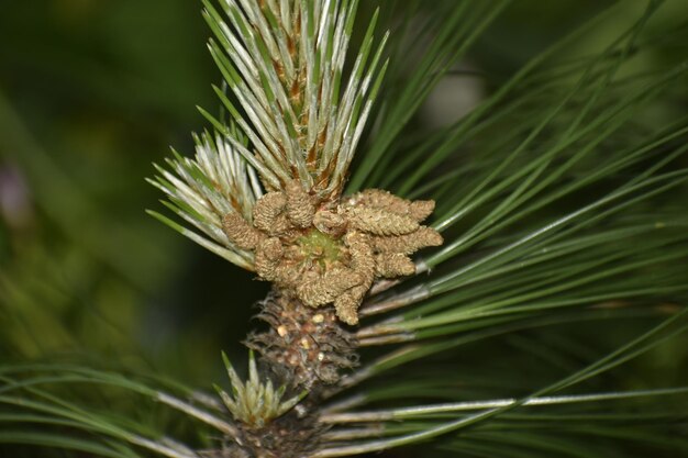 Foto close-up de um pinheiro