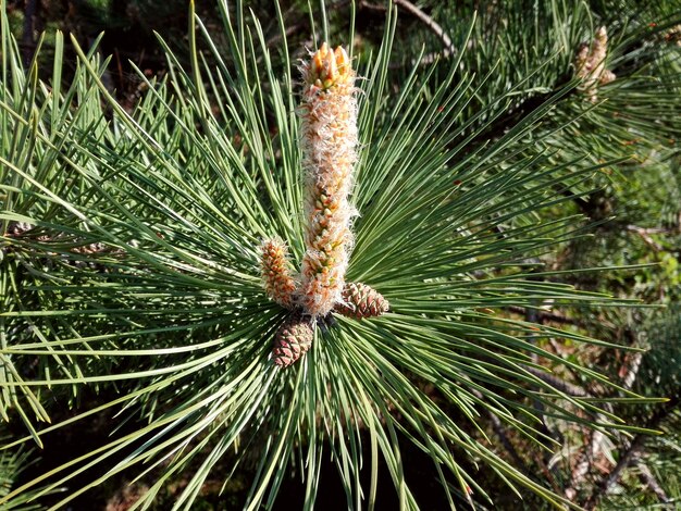 Close-up de um pinheiro